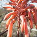 Aloe parvibracteata - Photo (c) maddyo, algunos derechos reservados (CC BY-NC)