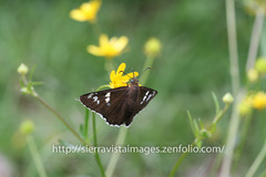 Apyrrothrix araxes arizonae