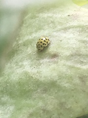 Psyllobora vigintiduopunctata