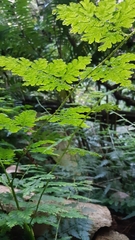 Selaginella willdenowii