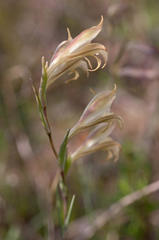 Gladiolus recurvus