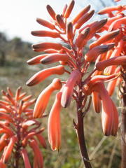 Aloe parvibracteata