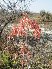 Aloe parvibracteata