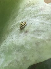 Psyllobora vigintiduopunctata
