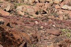 Searsia magalismontana magalismontana