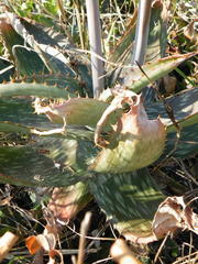 Aloe parvibracteata