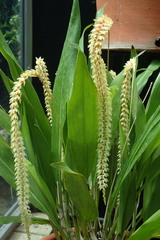 Dendrochilum latifolium