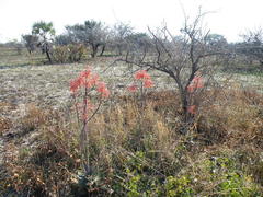 Aloe parvibracteata