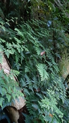 Selaginella willdenowii