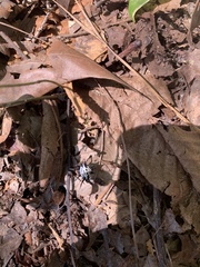 Gasteracantha cancriformis