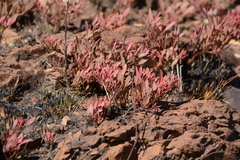 Searsia magalismontana magalismontana