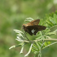 Epargyreus socus orizaba