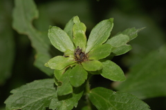 Asphondylia rosulata