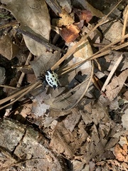 Gasteracantha cancriformis