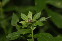 Asphondylia rosulata