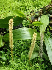 Dendrochilum latifolium