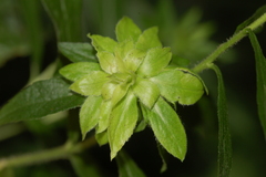 Asphondylia rosulata