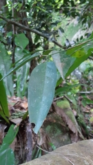 Peponidium carinatum
