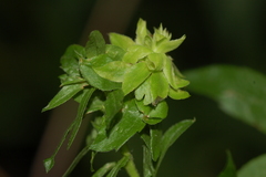 Asphondylia rosulata