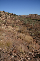 Protea caffra caffra