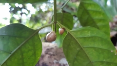 Peponidium carinatum