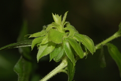 Asphondylia rosulata