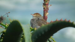 Cisticola fulvicapilla