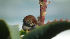 Cisticola fulvicapilla