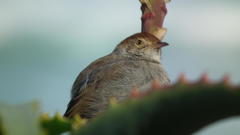 Cisticola fulvicapilla