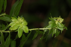 Asphondylia rosulata