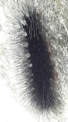 Apistosia judas