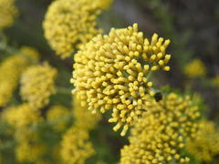 Helichrysum kraussii
