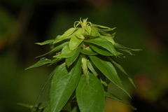 Asphondylia rosulata