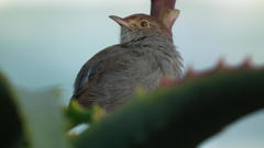 Cisticola fulvicapilla