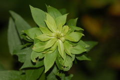 Asphondylia rosulata