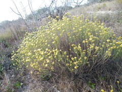 Helichrysum kraussii