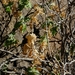 Berkheya spinosissima namaensis - Photo (c) Nick Helme, μερικά δικαιώματα διατηρούνται (CC BY-SA), uploaded by Nick Helme