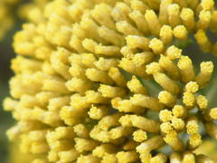 Helichrysum kraussii