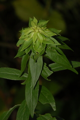 Asphondylia rosulata