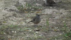 Cercotrichas coryphoeus coryphoeus