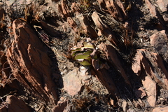 Kalanchoe thyrsiflora