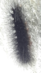 Apistosia judas