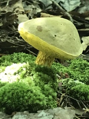 Aureoboletus betula