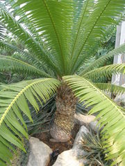 Dioon spinulosum