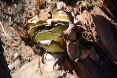 Kalanchoe thyrsiflora