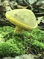 Aureoboletus betula
