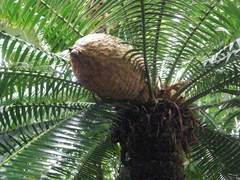 Dioon spinulosum