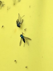 Condylostylus longicornis