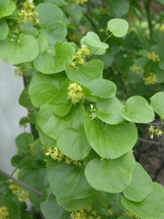 Dioscorea elephantipes