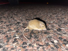 Perognathus